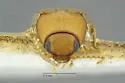 Paradonus futilis - photo 3