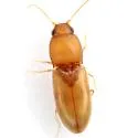 Paradonus futilis - photo 4