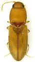 Paradonus futilis - photo 5