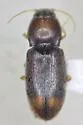 Paradonus gustafsoni