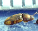 Paradonus inops - photo 2