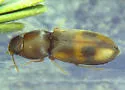 Paradonus inops - photo 3