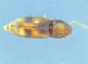 Paradonus inops - photo 4