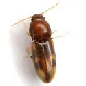 Paradonus inops - photo 5