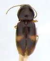 Paradonus obliquatulus