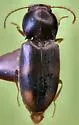 Paradonus obliquatulus - photo 2