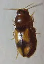 Paradonus pectoralis - photo 2