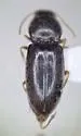 Paradonus pectoralis - photo 3