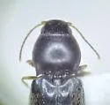 Paradonus pectoralis - photo 4