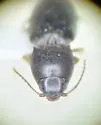 Paradonus pectoralis - photo 5