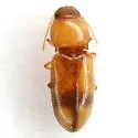 Paradonus stibicki - photo 3