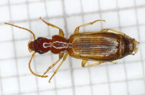 Paradromius linearis - Paradromius linearis