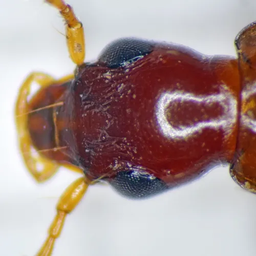 Paradromius linearis - photo 2