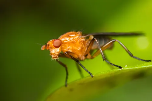 Paradryomyza setosa
