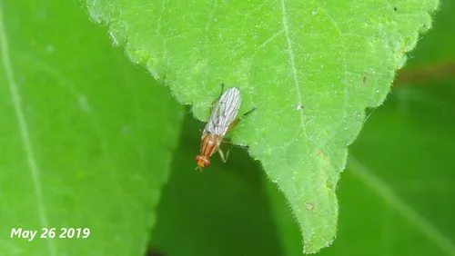 Paradryomyza spinigera