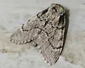 Paraeschra tortuosa - Hodges#7918