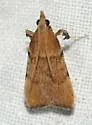 Paragalasa exospinalis - Hodges#5550.6