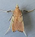 Paragalasa exospinalis - Hodges#5550.6 - photo 2