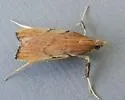 Paragalasa exospinalis - Hodges#5550.6 - photo 3