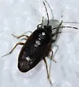 Paragonatas costaricensis - photo 2