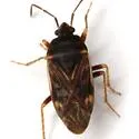 Paragonatas divergens