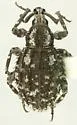 Paragraphus setosus - Paragraphus setosus