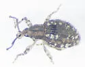 Paragraphus setosus - photo 2