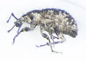 Paragraphus setosus - photo 3