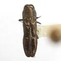 Paragrilus rugatulus - Paragrilus rugatulus