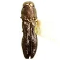 Paragrilus rugatulus - photo 2