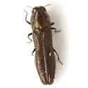 Paragrilus rugatulus - photo 3