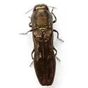 Paragrilus rugatulus - photo 4
