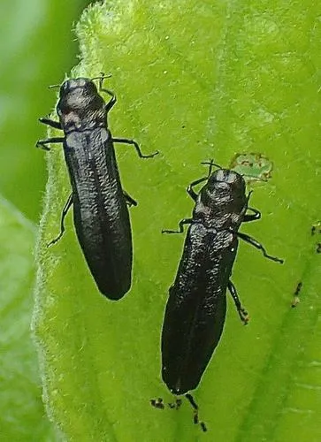 Paragrilus tenuis