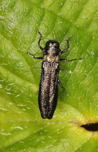 Paragrilus tenuis - photo 2