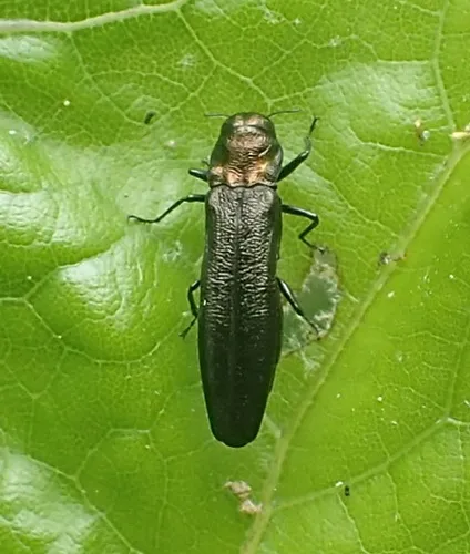Paragrilus tenuis - photo 3