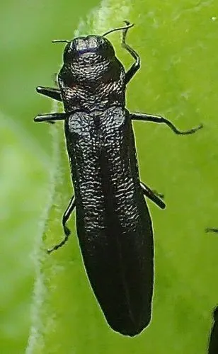 Paragrilus tenuis - photo 4