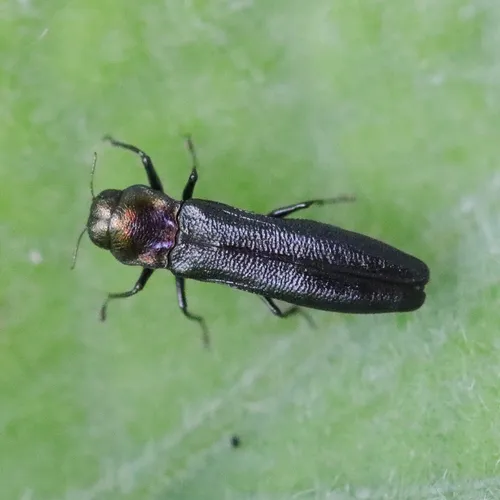 Paragrilus tenuis - photo 6