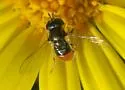 Paragus haemorrhous