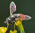 Paragus haemorrhous - photo 4