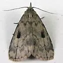 Masked Parahypenodes - Hodges#8430 - Parahypenodes quadralis