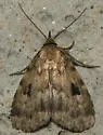 Masked Parahypenodes - Hodges#8430 - photo 2