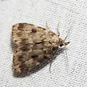 Masked Parahypenodes - Hodges#8430 - photo 4
