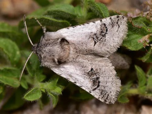 Parahypopta caestrum