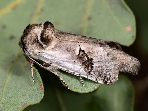 Parahypopta caestrum - photo 5