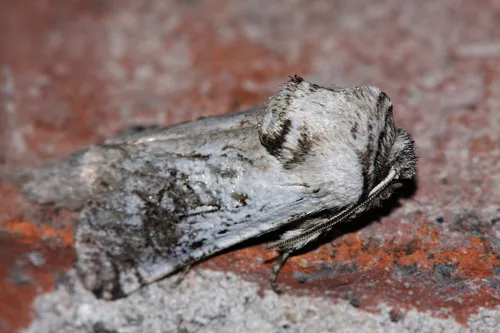 Parahypopta caestrum - photo 7