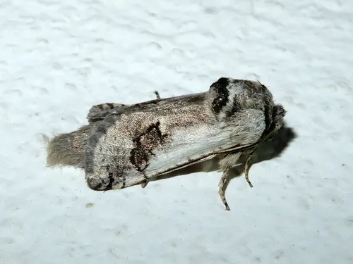Parahypopta caestrum - photo 8