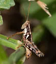 Paraidemona behrstocki