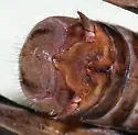 Paraidemona behrstocki - photo 2