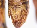 Paraidemona latifurcula - photo 3