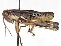 Paraidemona nuttingi